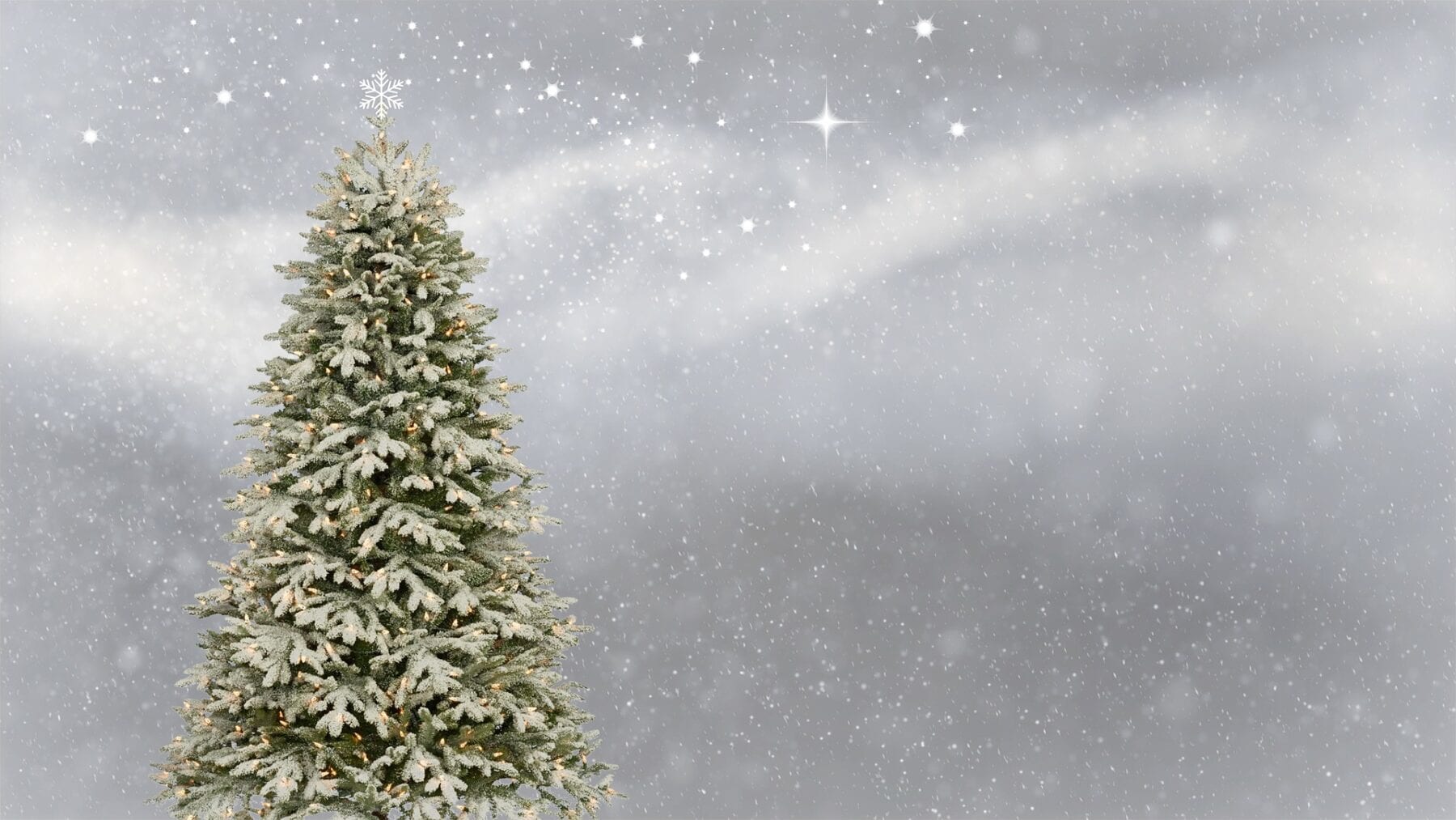 The Sustainable Guides Christmas series: Christmas Trees